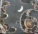 Polished Ammonite Fossil Slab - Marston Magna Marble #63835-1